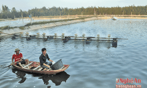 Nông dân thu tiền tỷ nhờ nuôi tôm trên cát