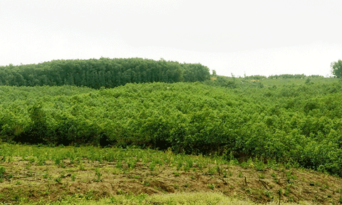 Xã Kỳ Hợp: Phát huy nội lực trong phát triển kinh tế - xã hội