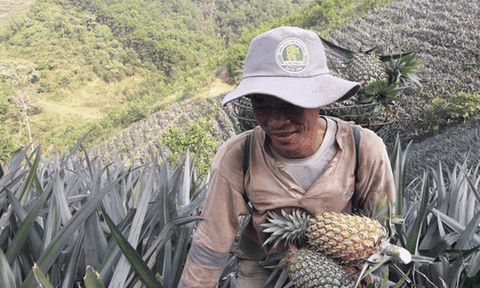 Nông dân Quảng Nam trúng mùa dứa chín 