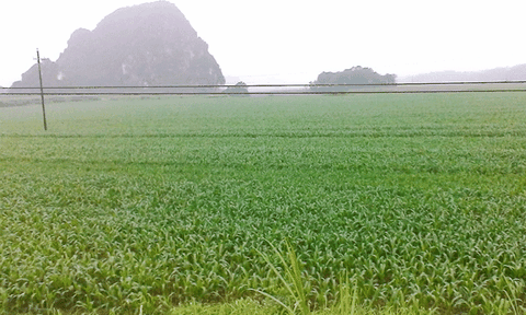 Đảng bộ xã Tam Sơn tập trung lãnh đạo phát triển kinh tế