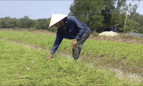 Xây dựng thương hiệu cây ném Điền Môn