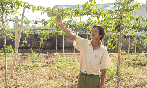 Khổ vì chanh dây… không trái