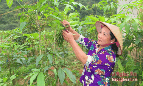 Nghệ An: Cây 'thần dược' chữa bệnh liệt dương đắt hàng