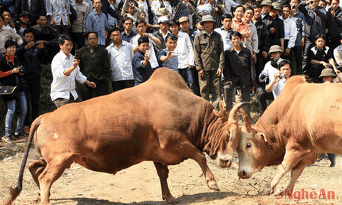 Nghệ An: Chồng tổ chức chọi bò, vợ bị húc chết