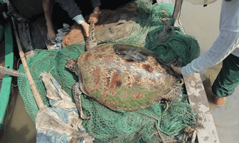 Bắt được rùa “khủng” đẹp lạ thường