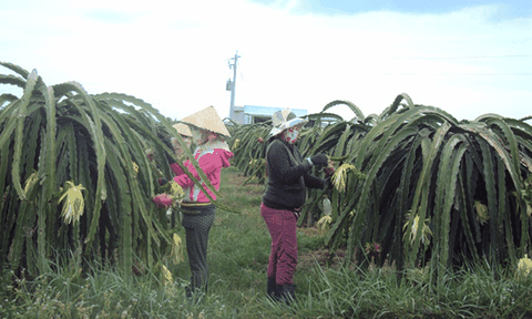 Nông dân Bình Thuận tiếc 'đứt ruột' khi giá thanh long tăng mạnh