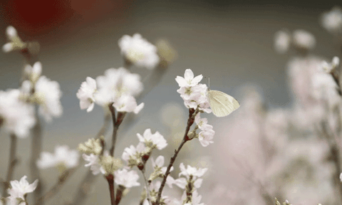 Lễ hội hoa anh đào sắp diễn ra tại Hà Nội có gì độc đáo? 