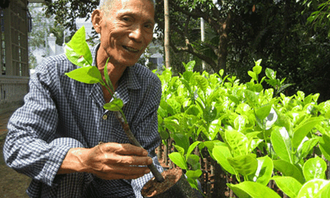 Lão nông Cần Thơ thu 500 triệu/năm với giống mít lạ