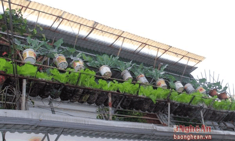 Độc đáo 'vườn treo' rau xanh bằng chai nhựa phế thải