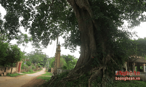 Cây đa 300 tuổi được công nhận Di tích lịch sử Văn hóa Việt Nam