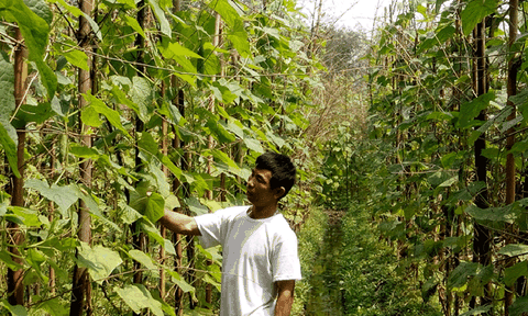 Cẩm Trung đẩy mạnh phát triển kinh tế vườn hộ