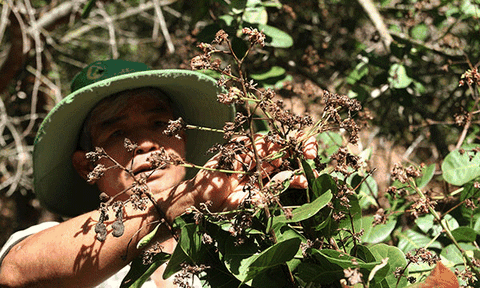 Cây điều đổ bệnh, người dân lâm cảnh trắng tay