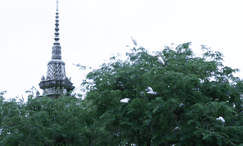 Ngôi chùa có hàng ngàn chú chim tìm về 