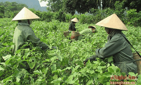 Nông dân thu hàng trăm triệu từ cà pháo và bí đỏ