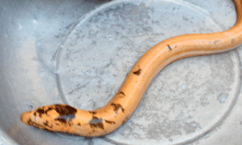 Lại ùn ùn kéo nhau đi xem con lươn kỳ lạ 