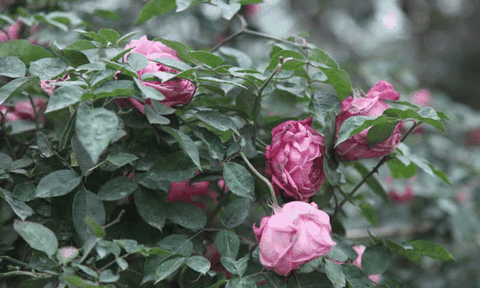 Lễ hội hoa hồng Bulgaria bị “chí trích” dùng hoa giả, đại diện BTC lên tiếng