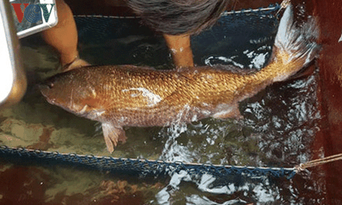 Cá sủ vàng “hét giá” hàng trăm triệu đã bán với giá "bèo"
