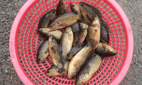 Coi chừng cá nuôi giả cá đồng...