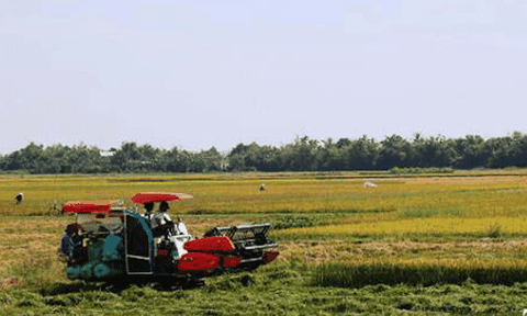 Xây dựng tên tuổi hạt gạo Phú Hồ