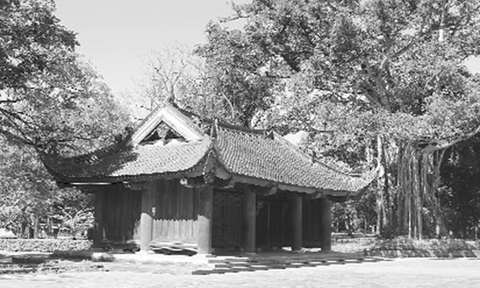 Tản mạn về cây di sản xứ Thanh