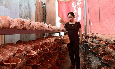 Hiệu quả bước đầu từ mô hình tổ hợp tác trồng nấm