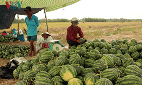 Dưa hấu rớt giá - Nông dân lãnh đủ vì thương lái bẻ kèo