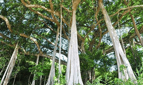 Dừng việc cấp chứng nhận “cây di sản”, di tích và nghệ nhân… chưa đúng thẩm quyền