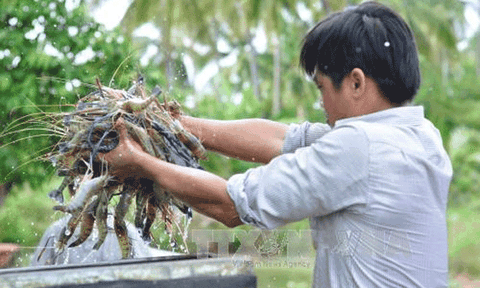 Nuôi tôm càng xanh ở miền núi cho hiệu quả cao