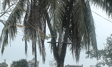 Độc đáo cây dừa 3 ngọn ở Thiệu Hóa