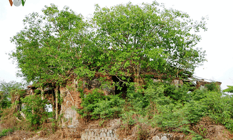 Kỳ lạ ngôi đình cổ “nằm gọn” trong lòng cây bồ đề