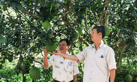 Làm giàu nhờ gắn bó với bưởi da xanh ruột hồng