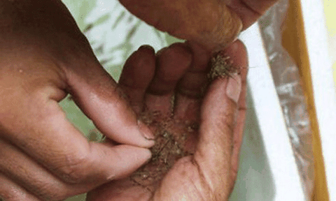 Sóc Trăng sản xuất giống tôm biển mang thương hiệu “Tôm Việt Nam"