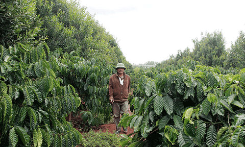 Sản xuất bền vững dựa trên mô hình đa canh