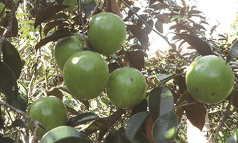 Cây vú sữa miền Tây vào mùa thu hoạch