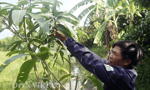 Nông dân Cần Thơ thu tiền triệu mỗi ngày từ đọt xoài