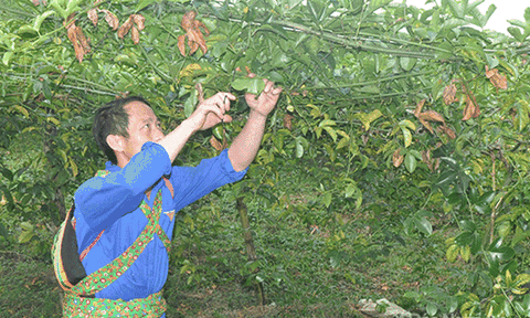 'Quả ngọt' trên đất khó