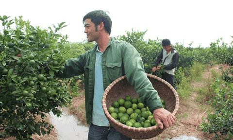 Cử nhân Ngoại thương về quê trồng chanh: Thu 1 tỷ lo cả làng cười chê 