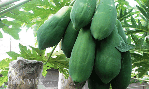 Lạ: Dùng “chiêu” cắt thân để đu đủ cho quả quanh năm