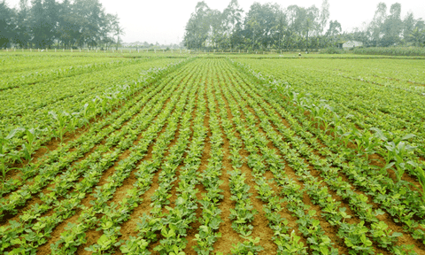 Xây dựng NTM ở Diễn An: Quyết tâm “cán đích” trong năm 2017