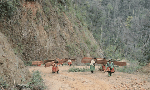 Những người phụ nữ H’mông còng lưng địu gỗ về làm nhà