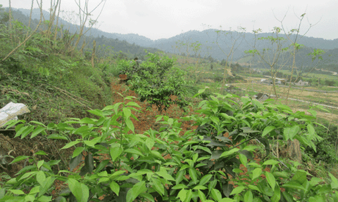 Hương Quang: Nhiều giải pháp tạo bước đột phá trong phát triển kinh tế - xã hội