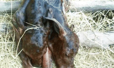 Kỳ lạ bò đẻ bê 2 đầu