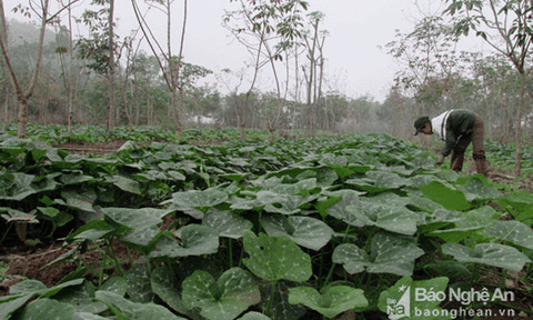 Nông dân thu hàng trăm triệu đồng từ trồng bí xen
