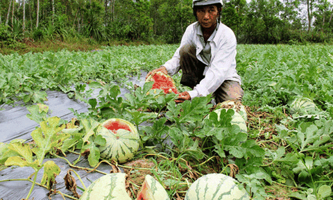 Đầu mùa, nông dân khóc ròng vì dưa hấu bán không ai mua 