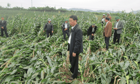 Tuyên Hóa (Quảng Bình): Mưa to, lốc xoáy gây thiệt hại trên 5 tỷ đồng 