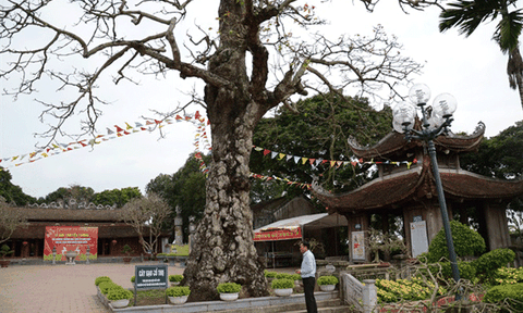 Ca cấp cứu 'thần kỳ' cho cây linh hồn ở Văn Miếu Mao Điền