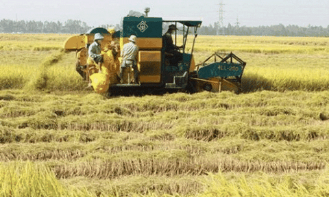 An Giang: Nông dân làm giàu từ mô hình tổ hợp tác 