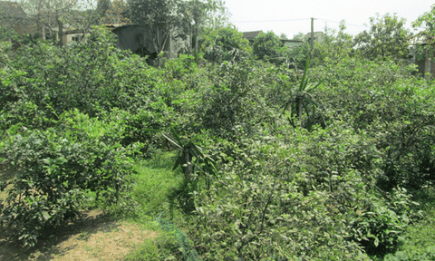 Đảng bộ xã Đức Lĩnh: Phát huy vai trò lãnh đạo trong phát triển kinh tế - xã hội