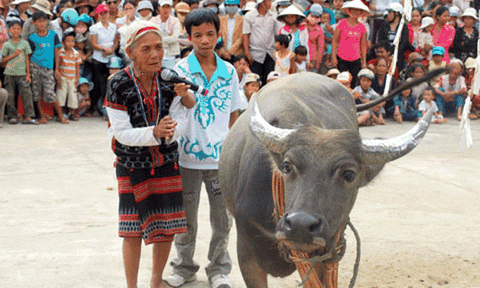 Người Cơ tu khóc trâu
