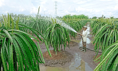Ùn ùn trồng thanh long ở ĐBSCL: Mừng và lo
